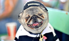 World's Ugliest Dog competition