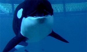 Still from Blackfish, a documentary about killer whales in captivity