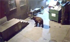 Bear takes bin from Colorado restaurant