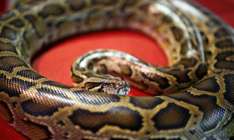 A python at Kuala Lumpur Zoo