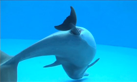 Dolphin giving birth