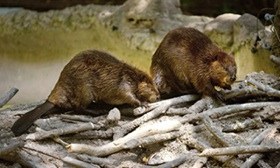 beavers checking out a dam