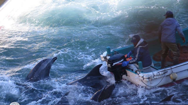 Los delfínes acorralados en la caza japonesa anual