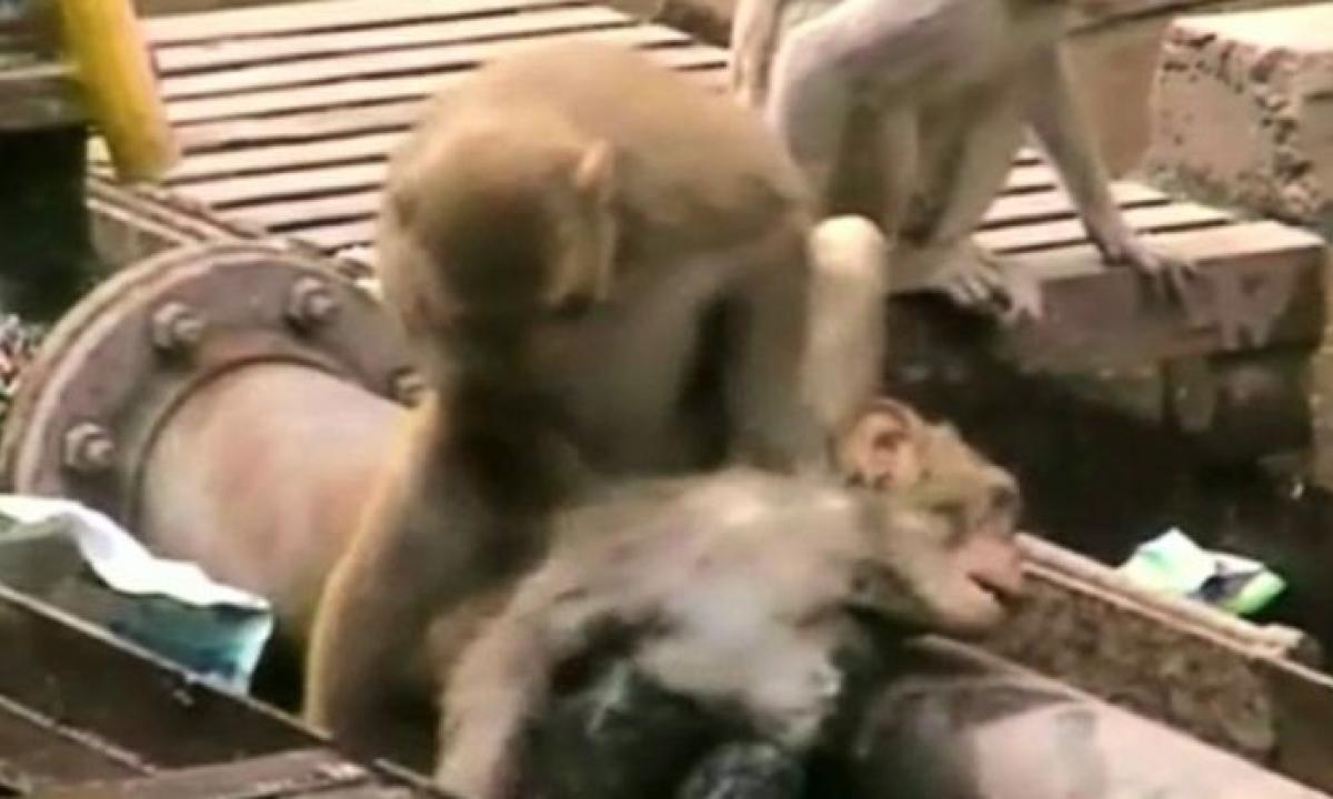 Monkey saves dying friend at Indian train station - video