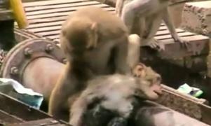 Supporting images for Monkey saves dying friend at train station in India - video
