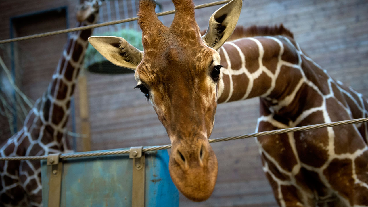 Marius the giraffe killed at Copenhagen zoo despite worldwide protests