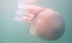 Giant jellyfish spotted in an estuary in Cornwall - video