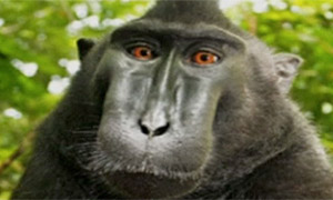A screengrab of the monkey 'selfie'