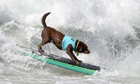Dog surfing competition in California 