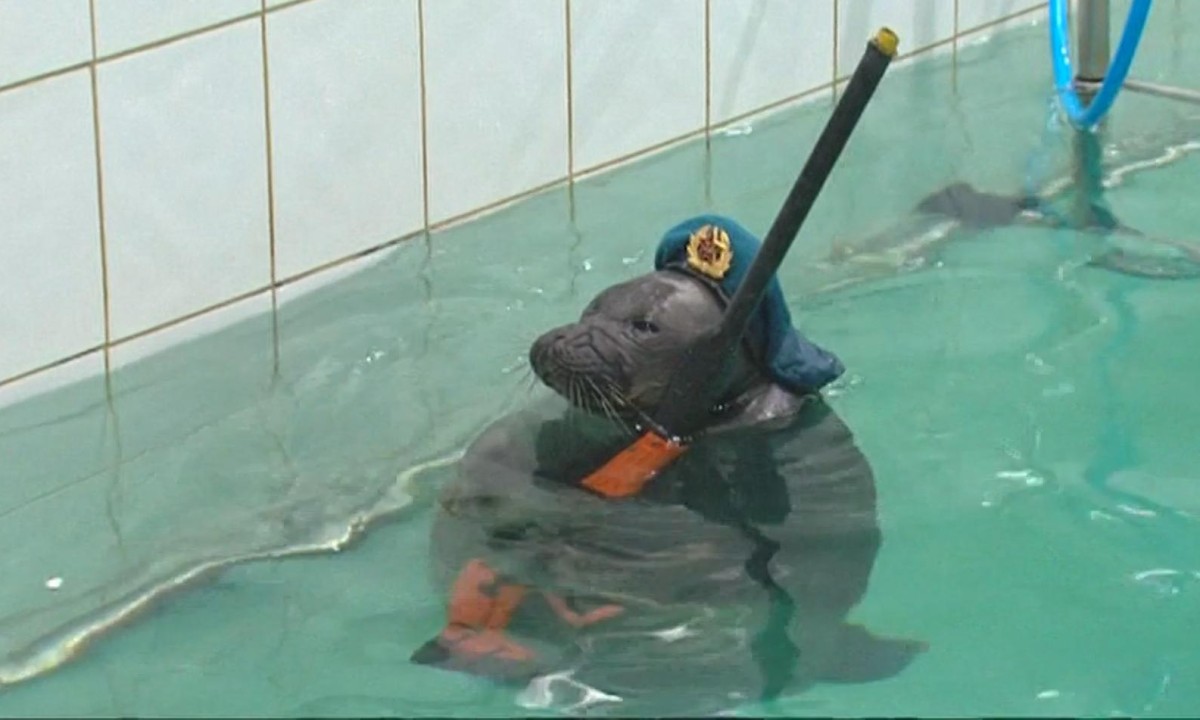 Russia's 'imperial navy' seals given toy guns and hats video