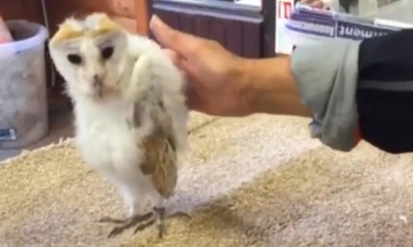Baby owl boogie: young bird appears to dance at UK sanctuary – video
