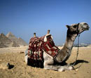 Camels at the Pyramids - guardianholidayoffers.co.uk