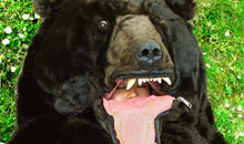 The Great Sleeping Bear, a work by Japanese artist Eiko Ishizawa