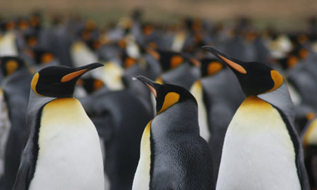King Penguins on the Falkand Islands