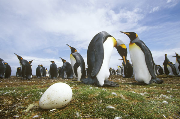 King Penguins and Egg, Falklands