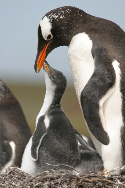 Gentoo Penguins, Falkland Islands
