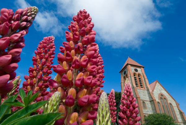 Falkland Islands, Port Stanley, Christ Church Cathedral and lupine