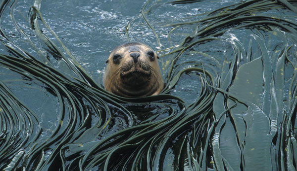 A South American Sea Lion in the Falkland Islands