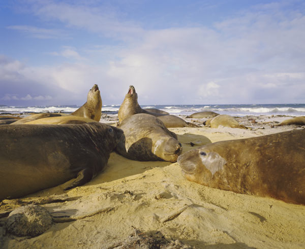 Elephant seals, Falkland Islands