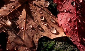 Autumn leaves