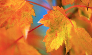 Maple leaves in autumn colors