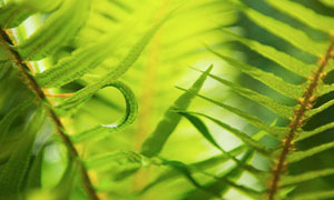 Sword ferns
