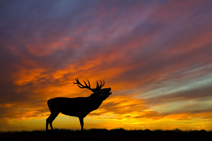 A handsome stag calls out in the wild beneath a tumultuous skyline