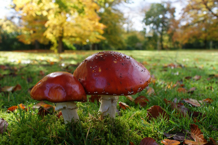 Bright autumnal weather highlights a seasonal fungal crop