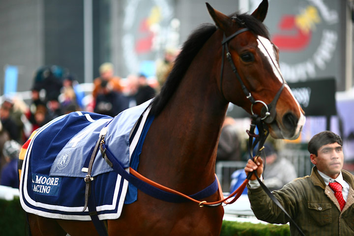 Enjoy England Newbury: Champs de Bleu is led through the parade ring before the first race