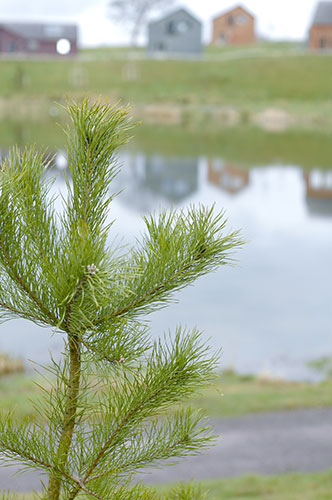 Bluestone: Close up of a tree at Bluestone
