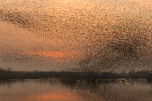 Visit South West: Flock of common starlings 