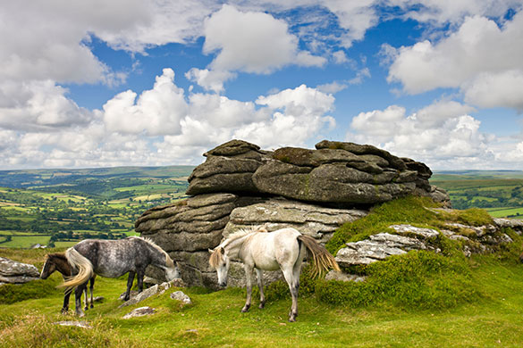 Visit South West: Ponies graze beside Chinkwell Tor in Dartmoor national park in Devon.