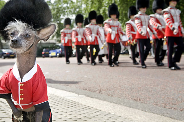 Culture category: Chini Queen Guard, by Irina Werning.