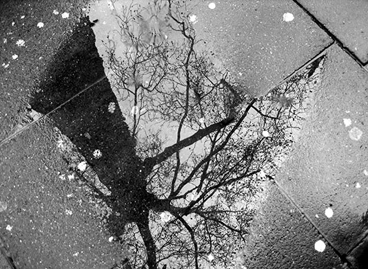 Urban catagory: Refelcted tree, by Claire Woolham
