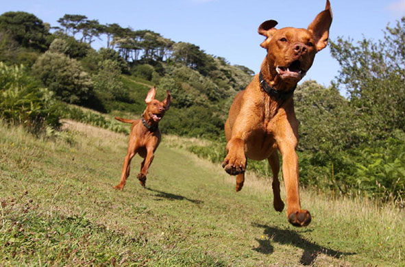 Landscape shortlist: Bounders, by Rosalind Tabberer