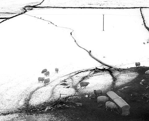 Landscape shortlist: Sheep, by Miles Halpin