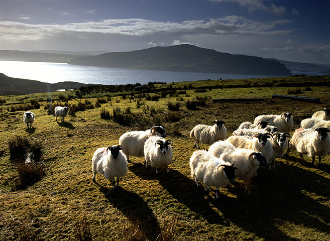 New Outer Hebrides: The Outer Hebrides is the producer of Harris tweed.