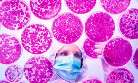 Stem cells being grown in a petri dish BHF