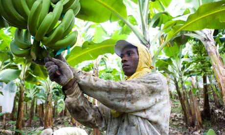 banana trade route