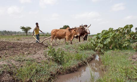 Farmer in Ethiopia