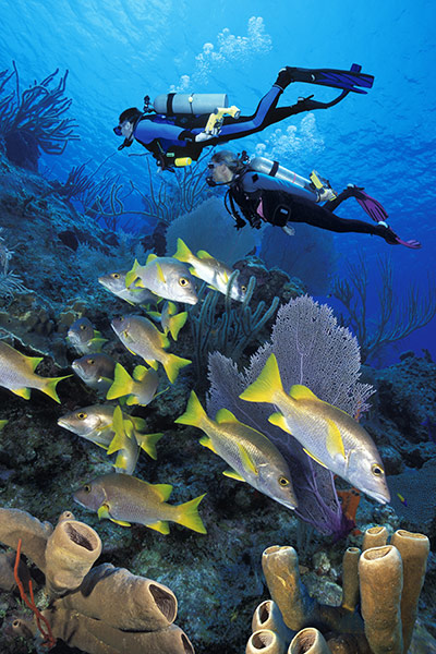 Cayman Islands Romance: Two scuba divers swimming over coral reef 