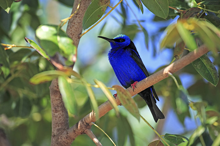 Cayman Islands Romance: Red-legged Honeycreeper perched on branch, Grand Cayman, Cayman Islands