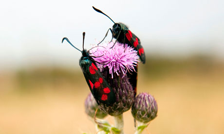 Burnet moths discuss pollen quality, Llyn peninsula