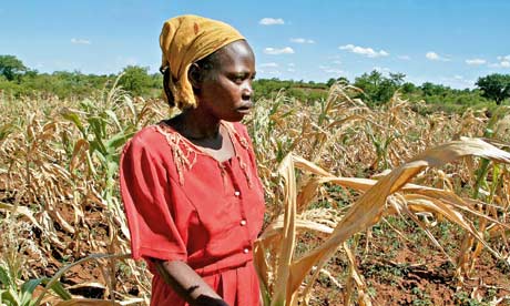 Loyce Nkala stands by her drought devestated maize crop in Filabusi, south west Zimbabwe