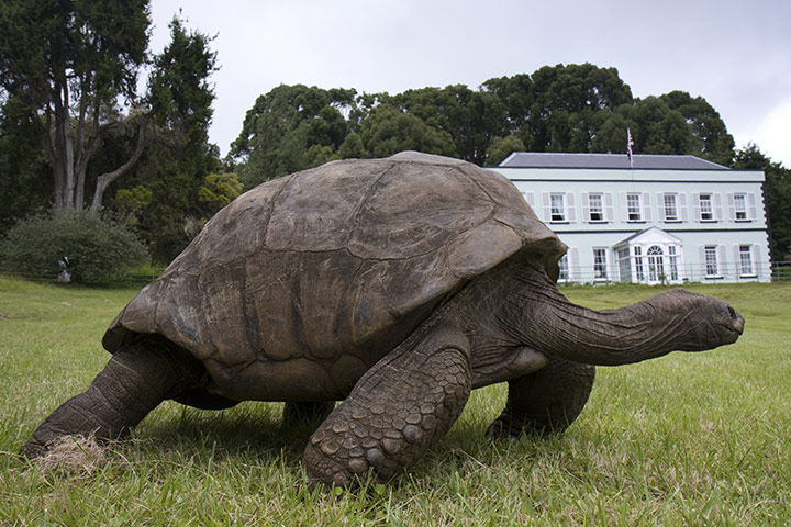St Helena tourism: A 200-year-old pet tortoise at the historic home St. Helena's governor.