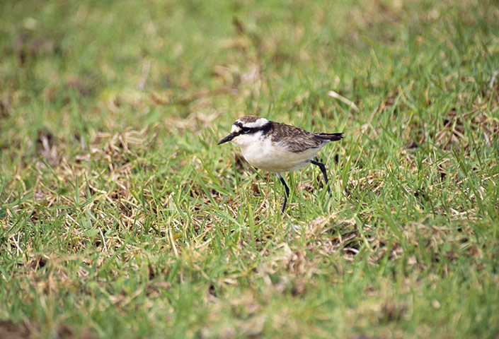 St Helena tourism: St Helena Sand Plover 