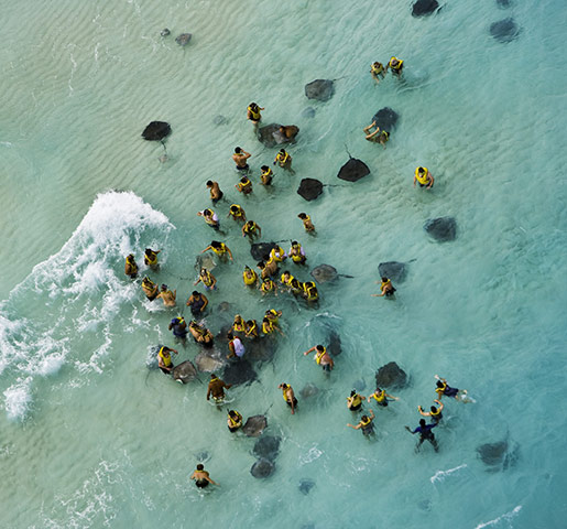 Cayman Islands wildlife: Stingray City