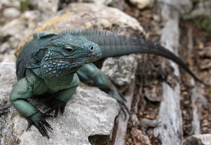 Cayman Islands wildlife: Blue Iguana