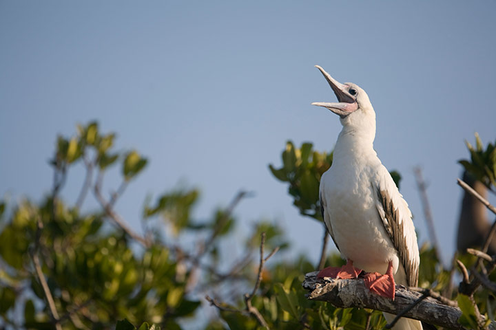 Cayman Islands wildlife: Red footed Boobies 