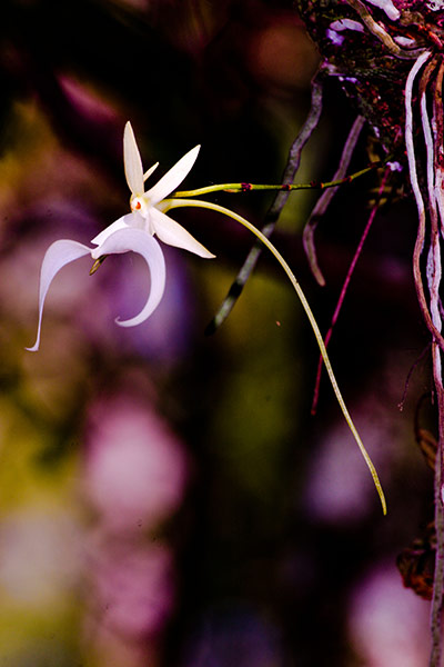 Cayman Islands wildlife: The Ghost Orchid